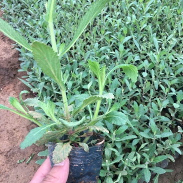 马鞭草