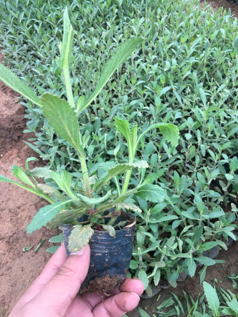 马鞭草