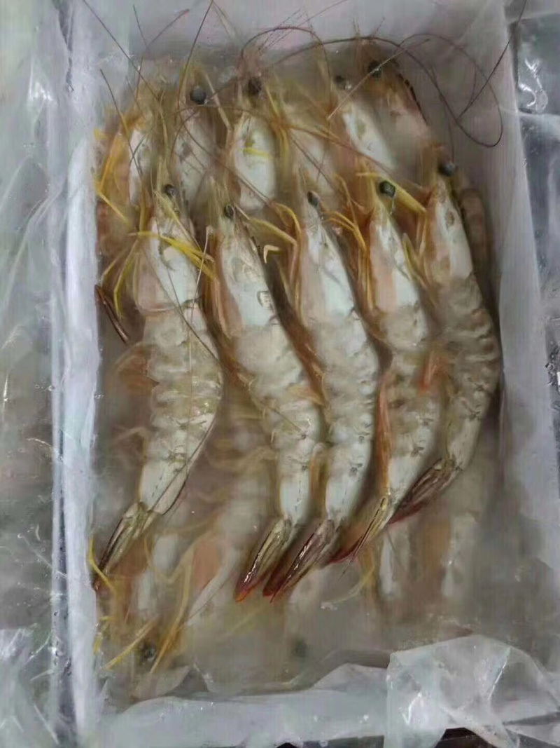 明虾