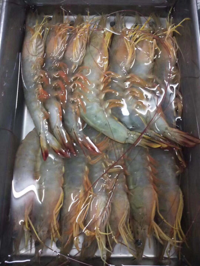 明虾