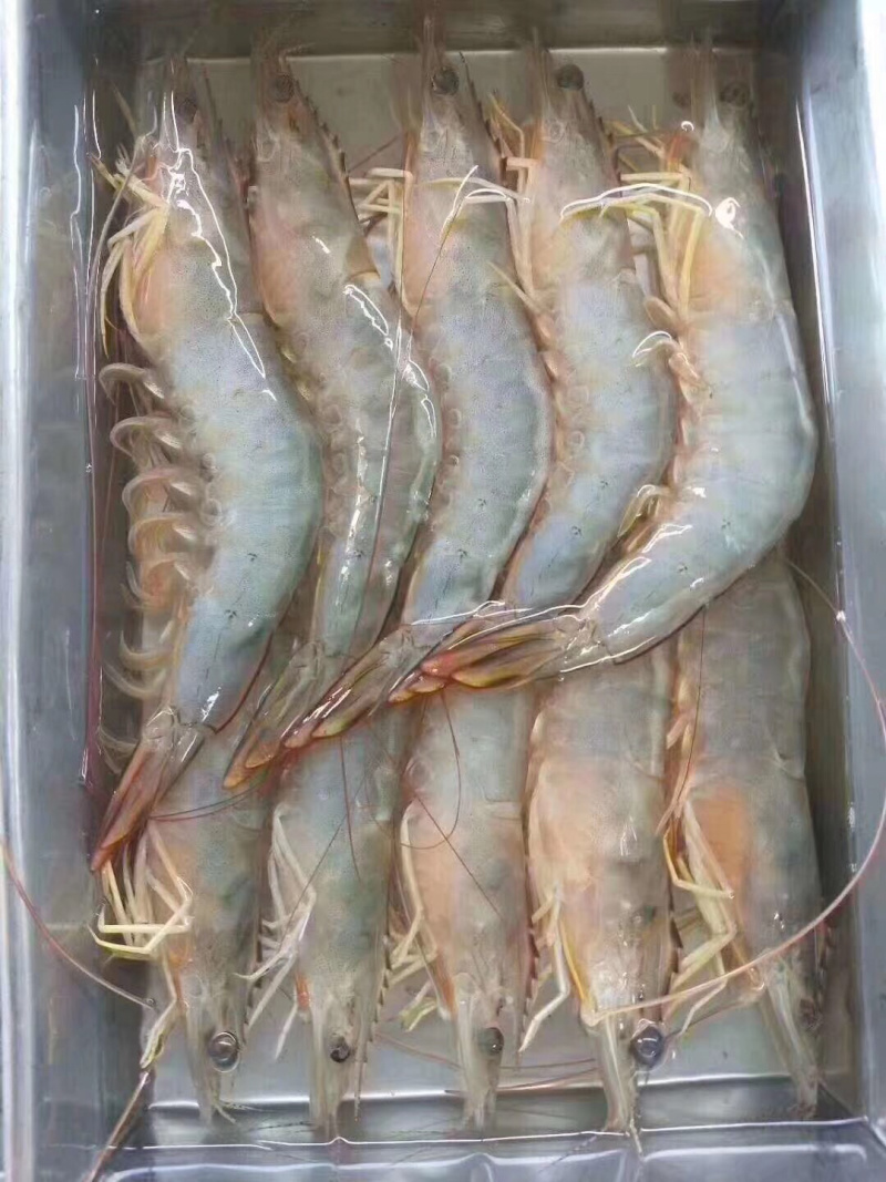 明虾