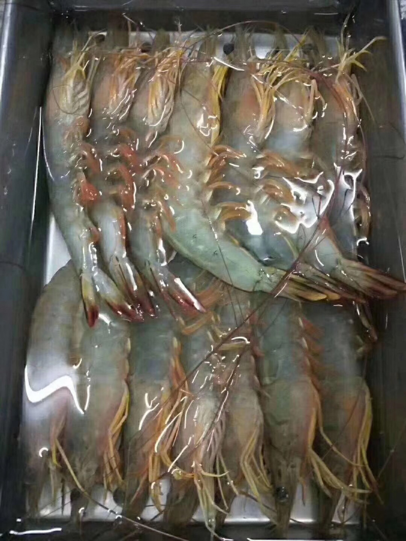 明虾