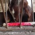 波尔山羊种苗价格羊羔子活体头胎怀孕母羊二胎怀孕母