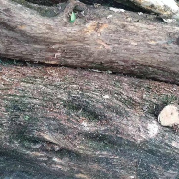 冬青树