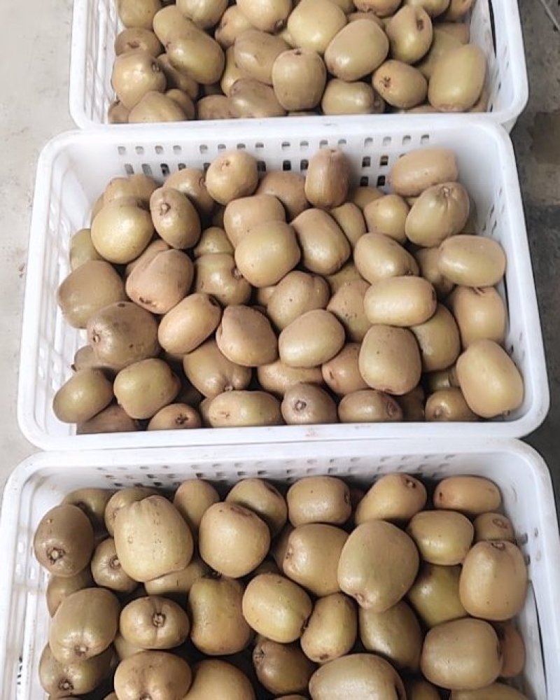 新鲜手选果蒲江黄心猕猴桃金艳商品果高次果各种规格