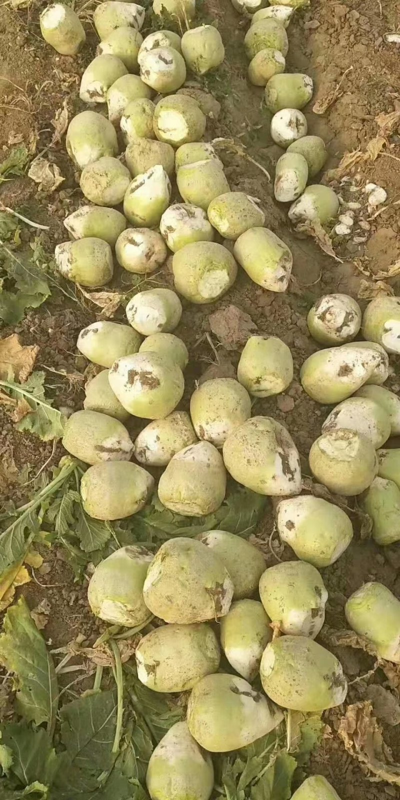 山东肥城芥菜头（辣菜疙瘩）4两以上量大质优，货源充足！