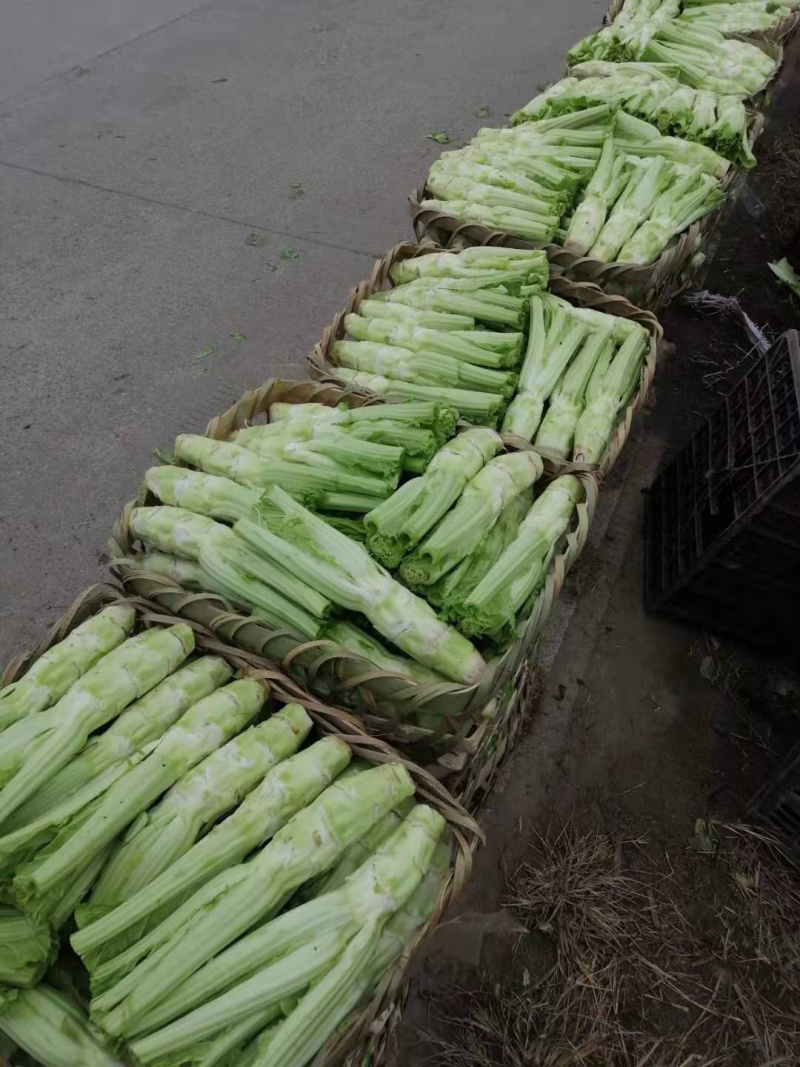 棒菜