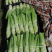 棒菜