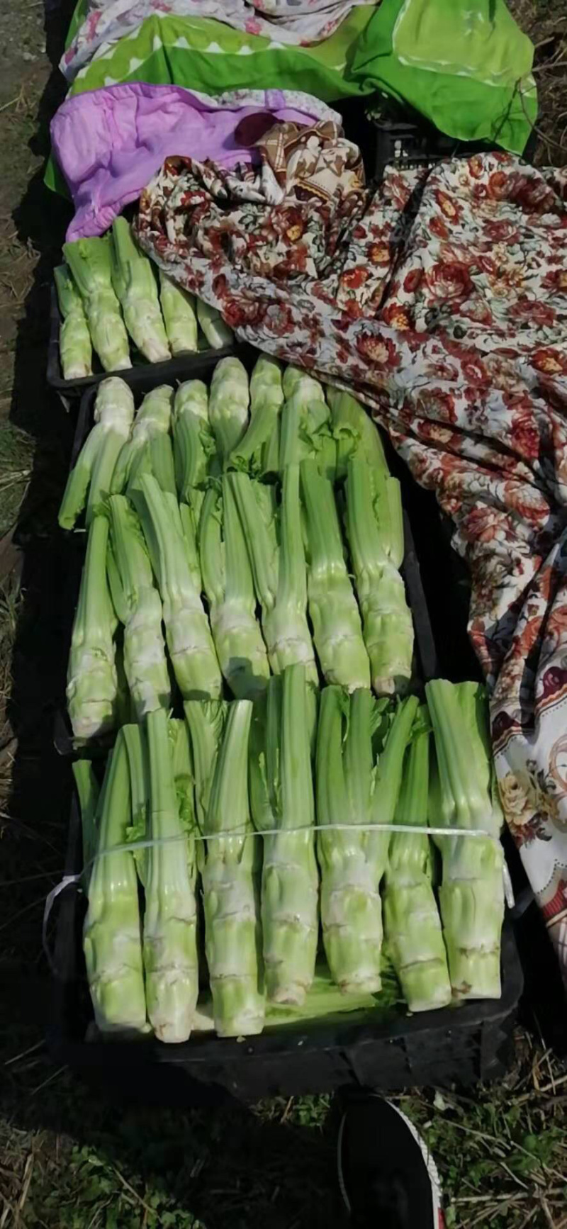 棒菜