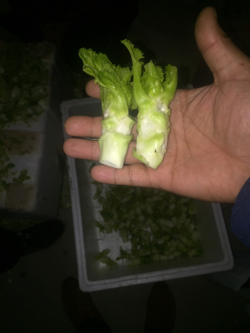 儿菜精品北京货
