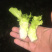 儿菜精品北京货