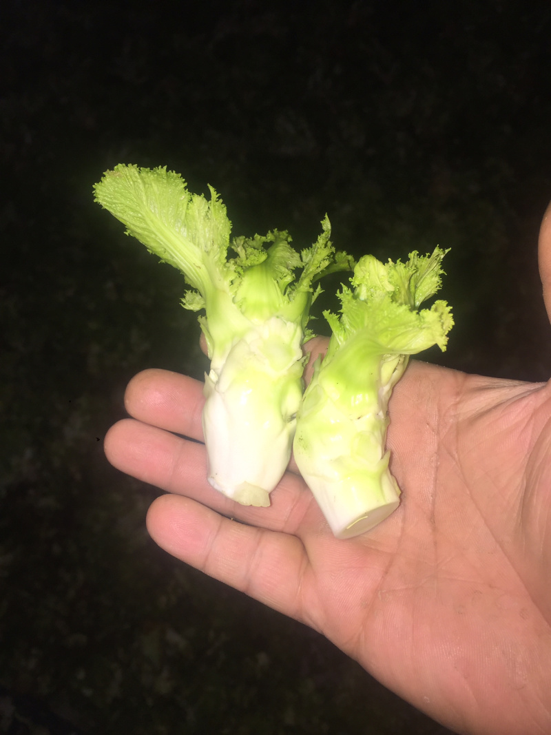 儿菜精品北京货