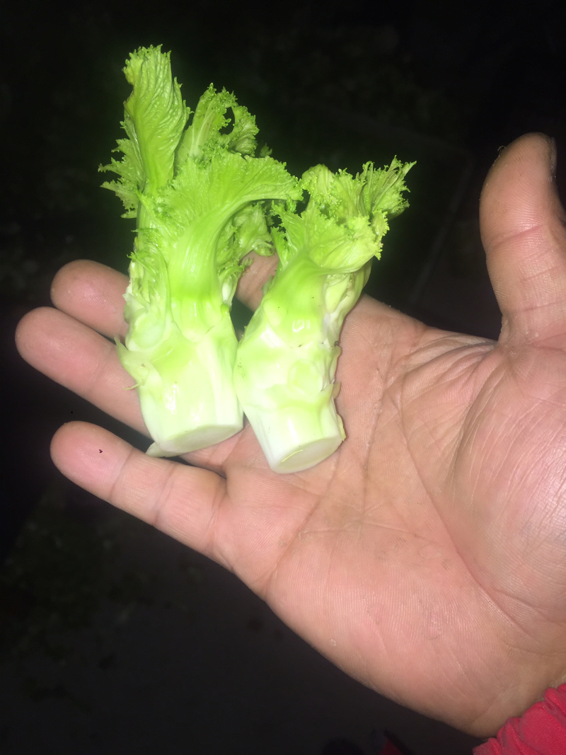 儿菜精品北京货