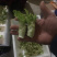 儿菜精品北京货
