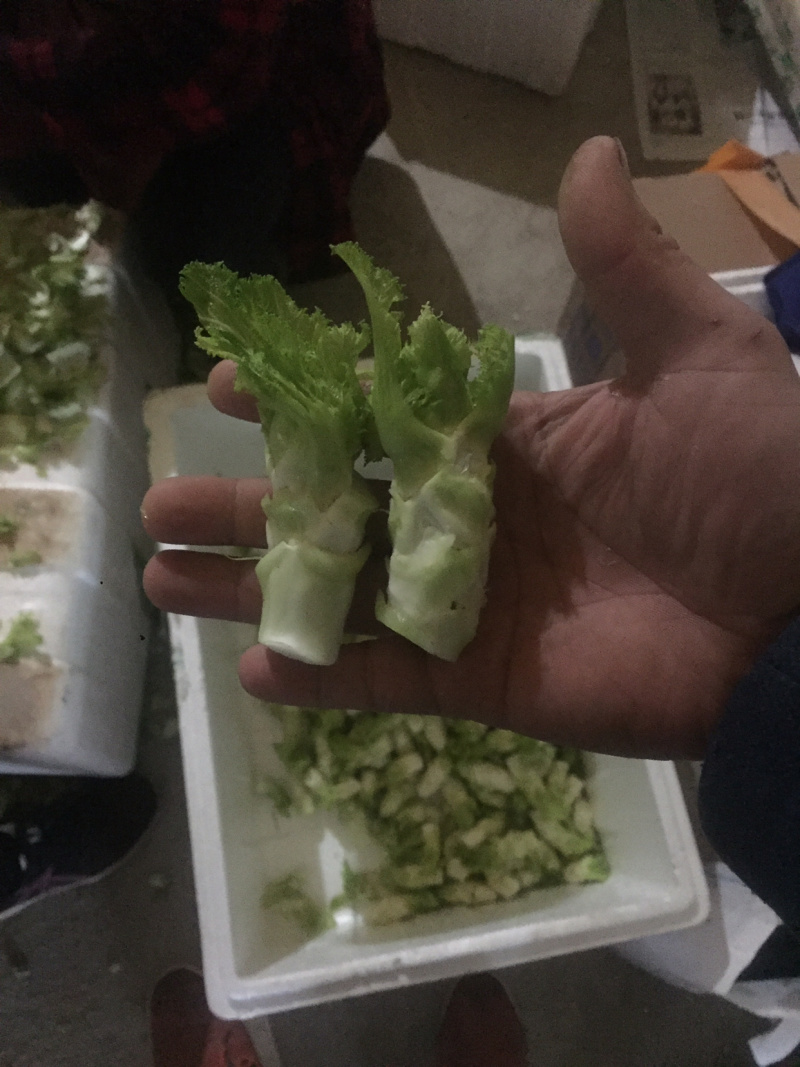 儿菜精品北京货