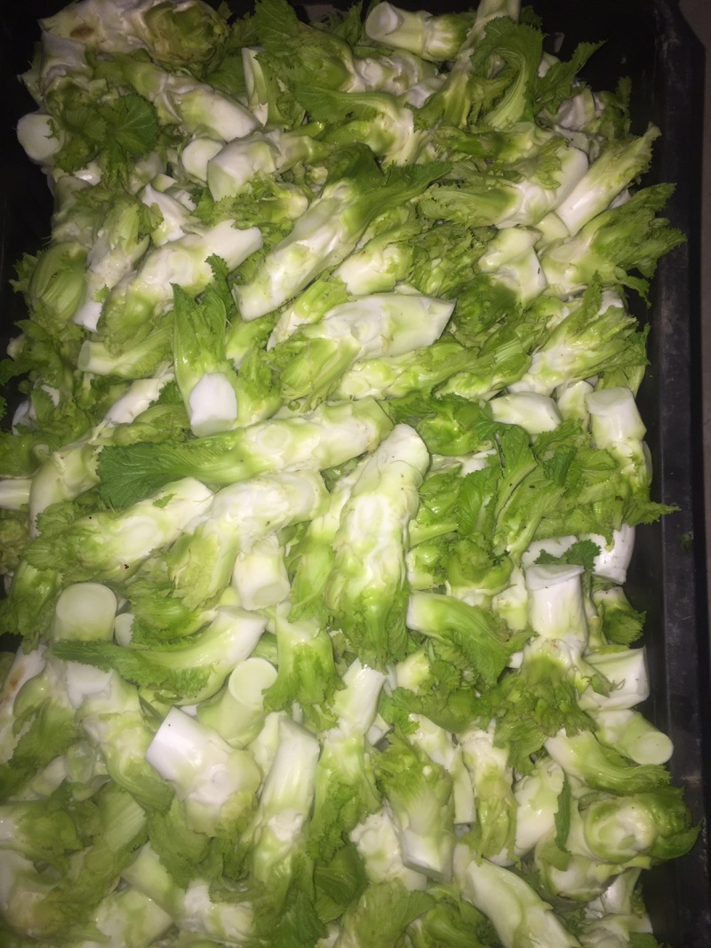 儿菜精品北京货