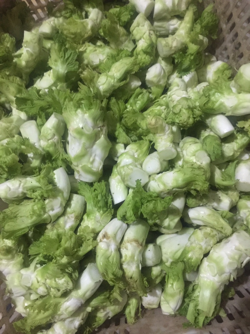 儿菜精品北京货