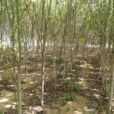 元宝枫