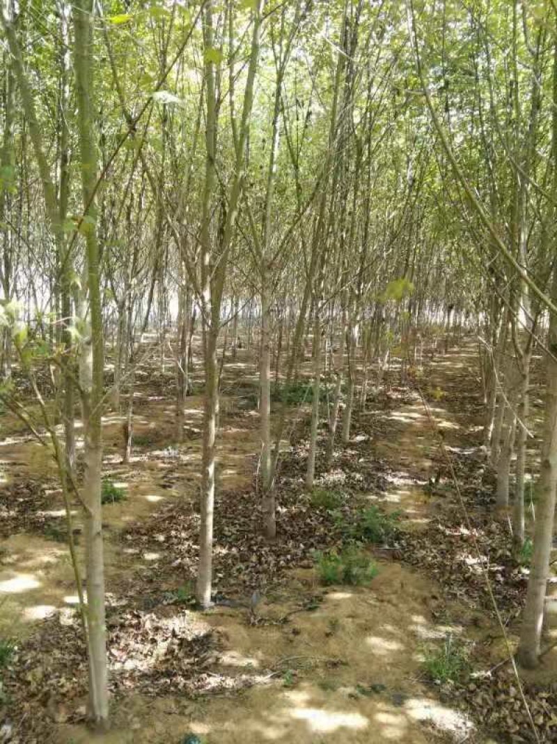 元宝枫