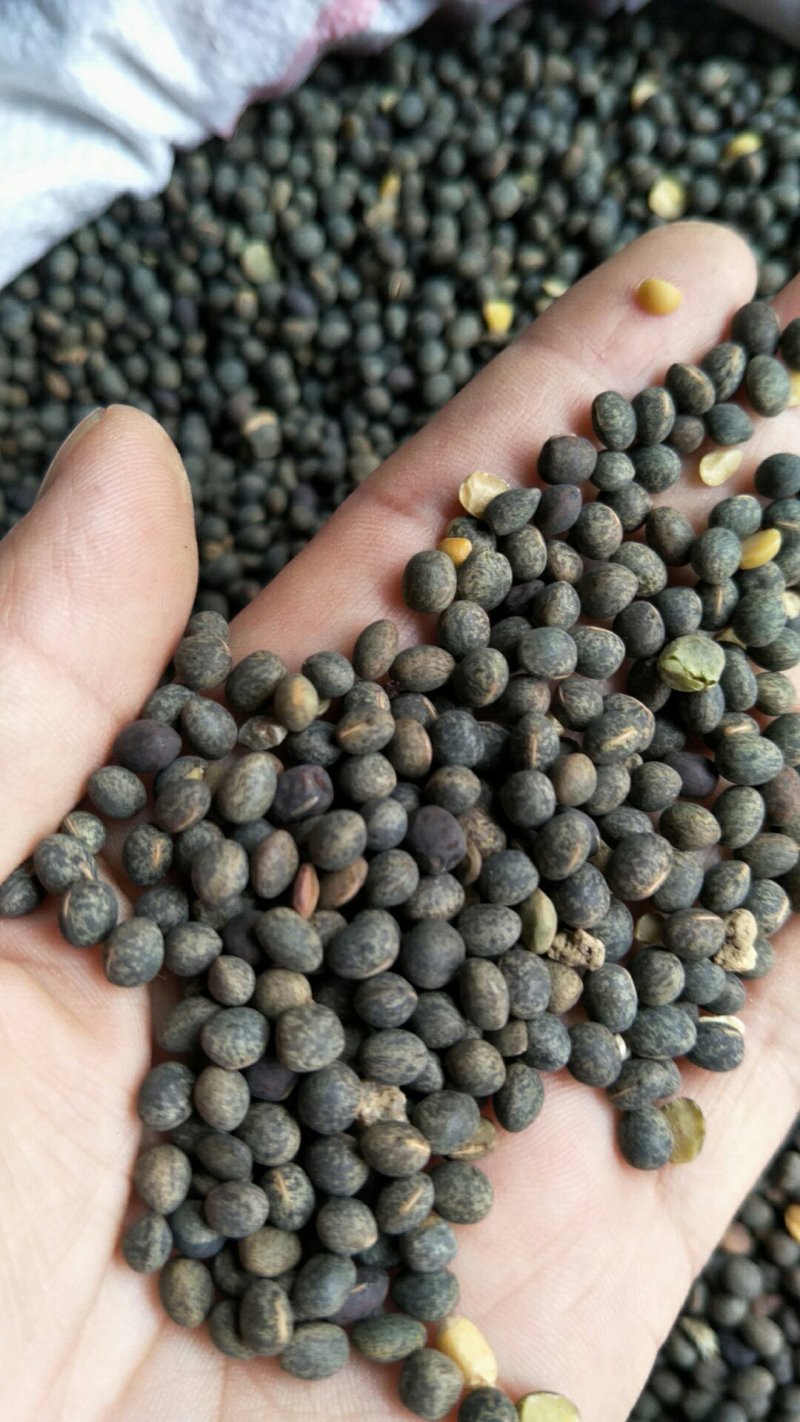 果园绿肥种籽光叶紫花苕种籽毛苕子种子养蜂蜜源植物牧草草籽