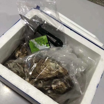 东山岛贝多拉生蚝冷水净化蚝