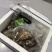 东山岛贝多拉生蚝冷水净化蚝