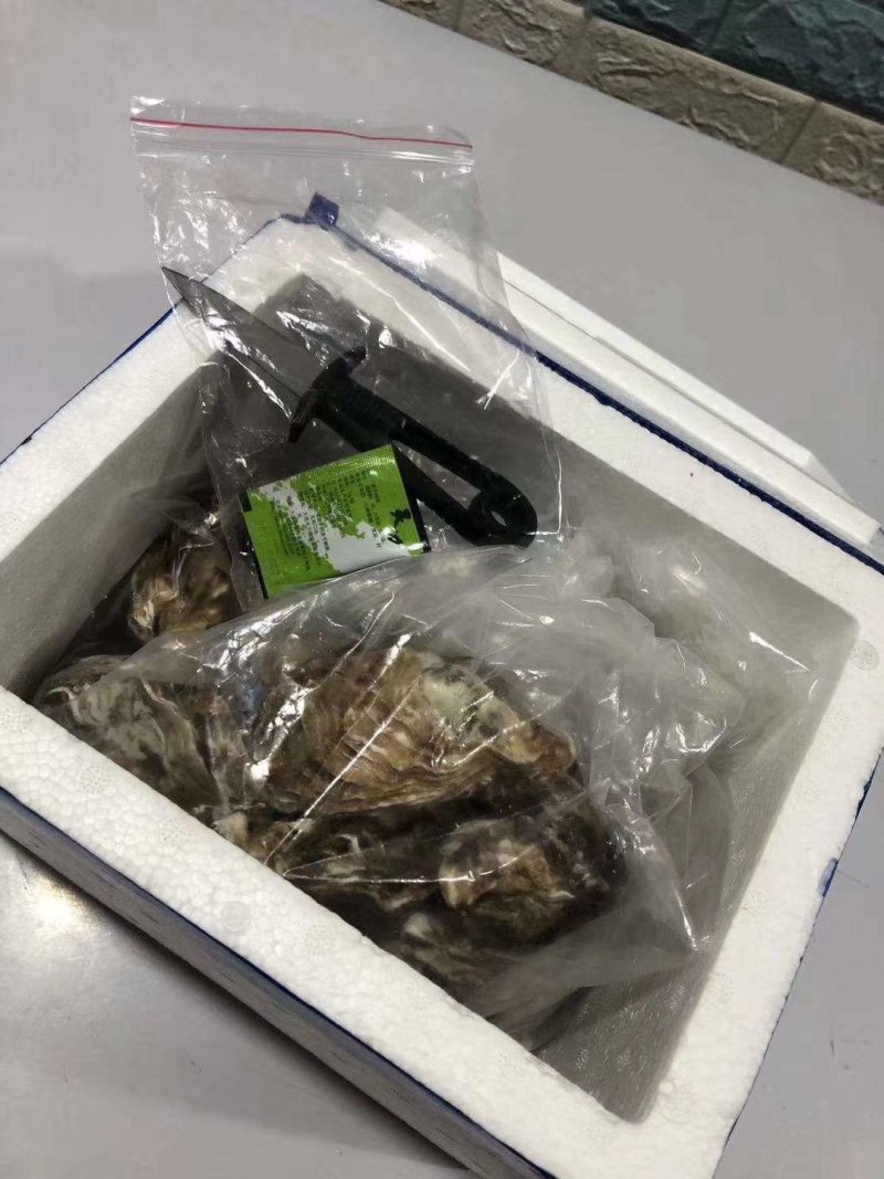 东山岛贝多拉生蚝冷水净化蚝