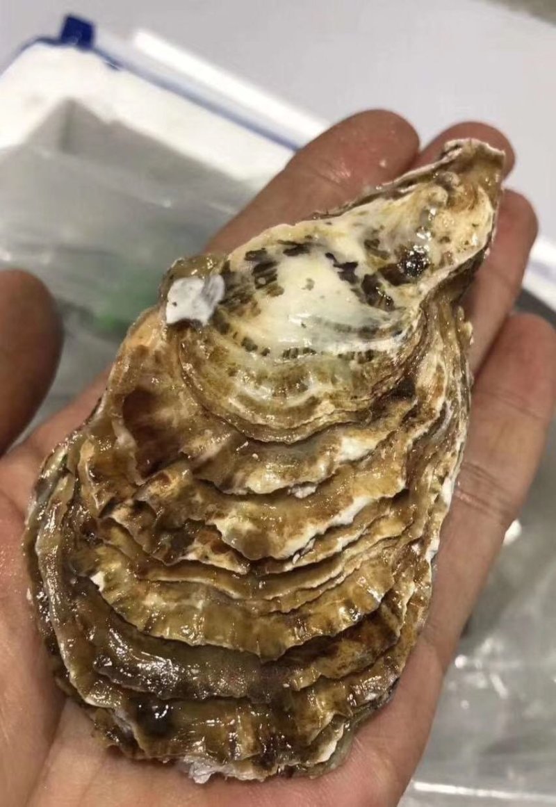 东山岛贝多拉生蚝冷水净化蚝