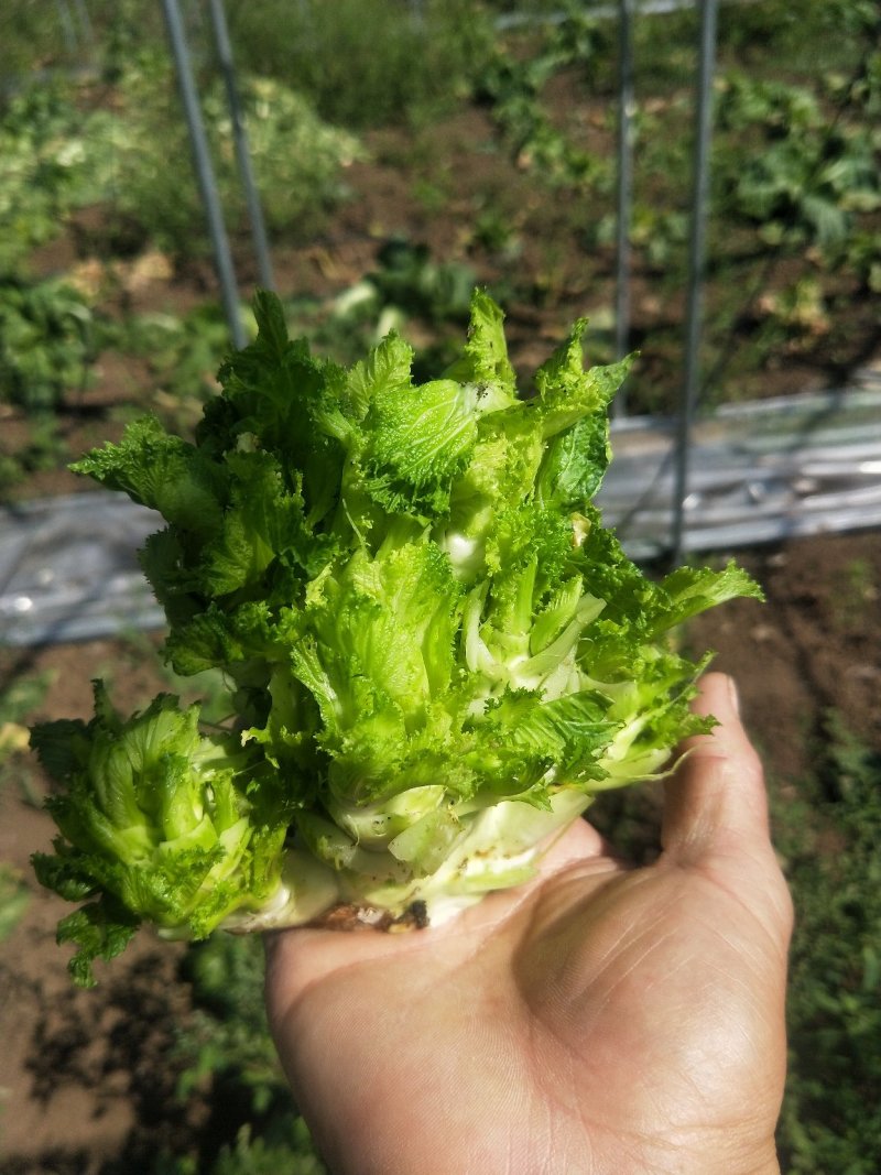 儿菜