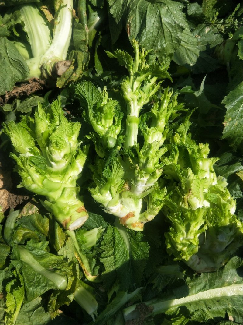 儿菜