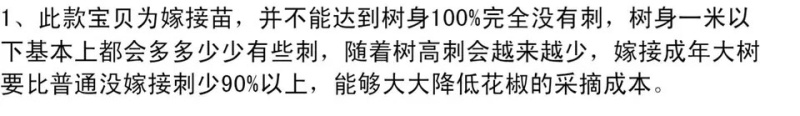 大红袍花椒苗嫁接无刺花椒苗批发全国发货