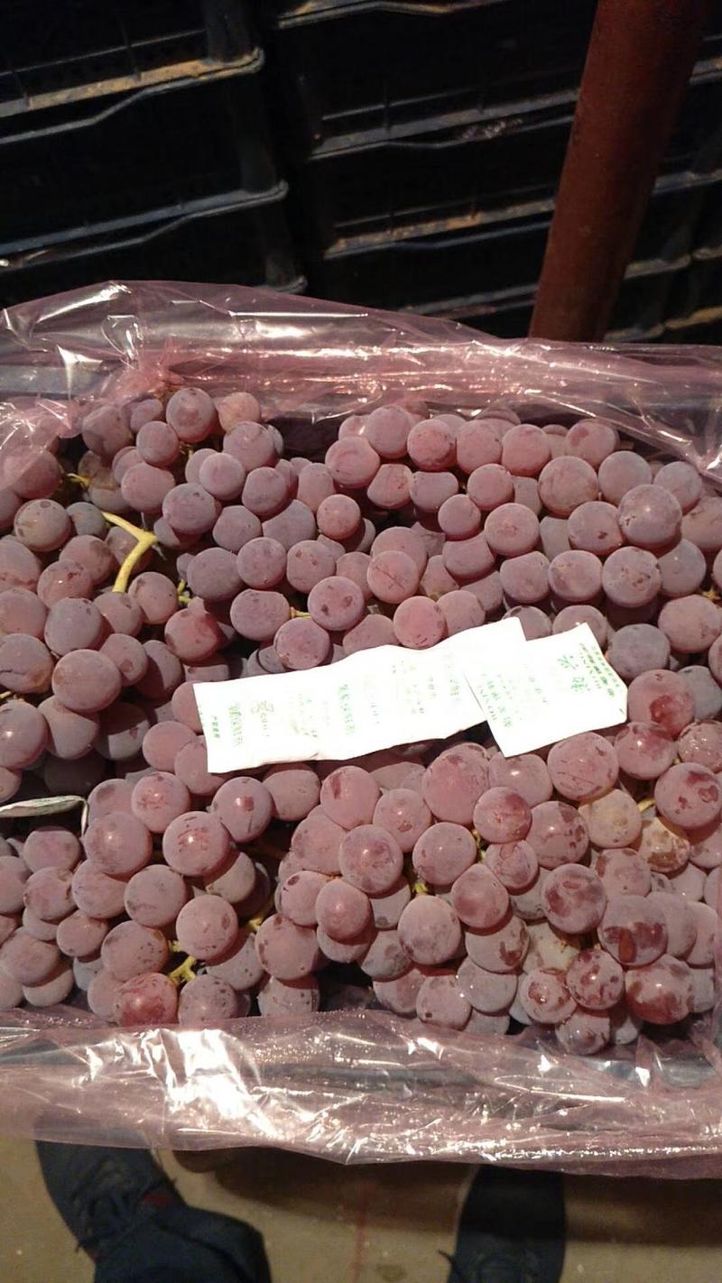 河北涿鹿精品龙眼葡萄，已经上市！可以供货到春节！