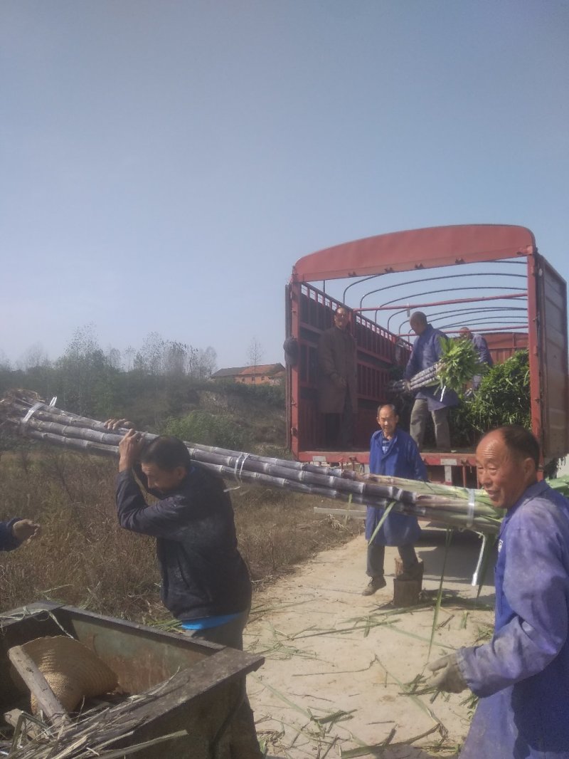 黑皮甘蔗，商品甘蔗代办装车，产地发货量大优惠