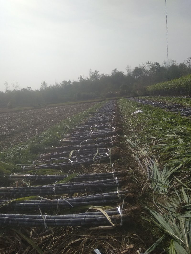 黑皮甘蔗，商品甘蔗代办装车，产地发货量大优惠