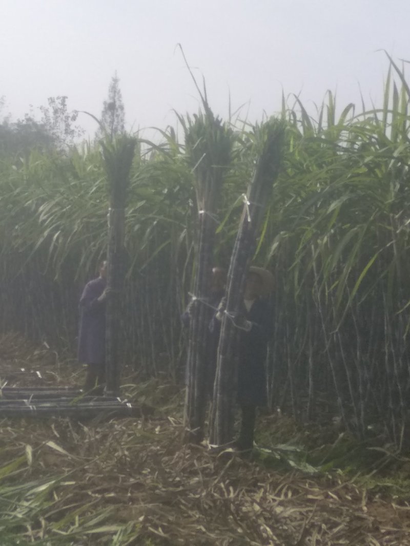 黑皮甘蔗，商品甘蔗代办装车，产地发货量大优惠