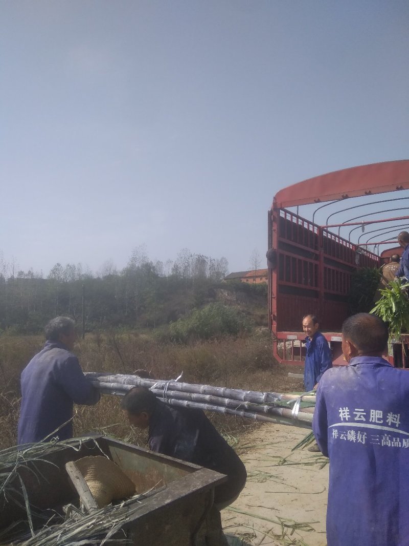 黑皮甘蔗，商品甘蔗代办装车，产地发货量大优惠