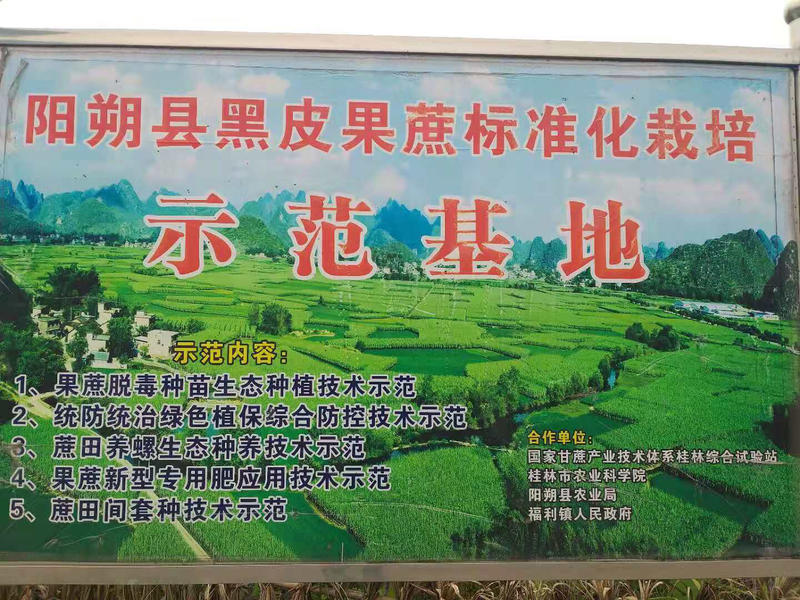 广西桂林阳朔黑皮甘蔗生产基地产地代收代发