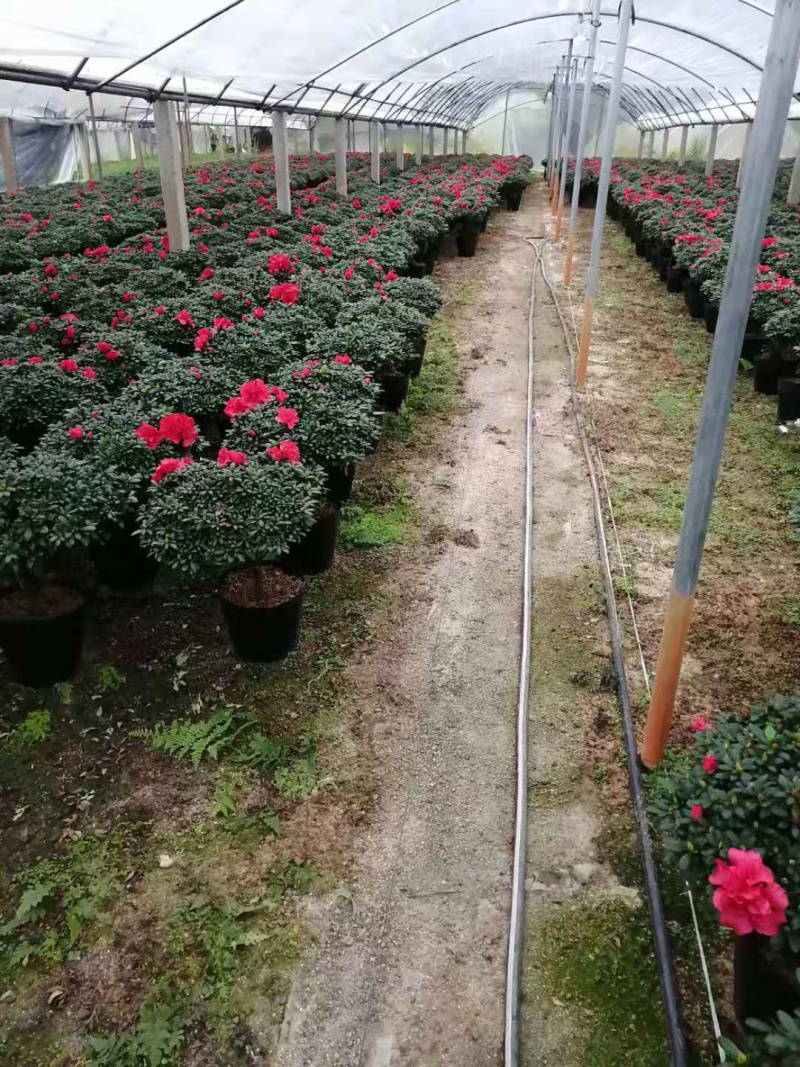 杜鹃花
