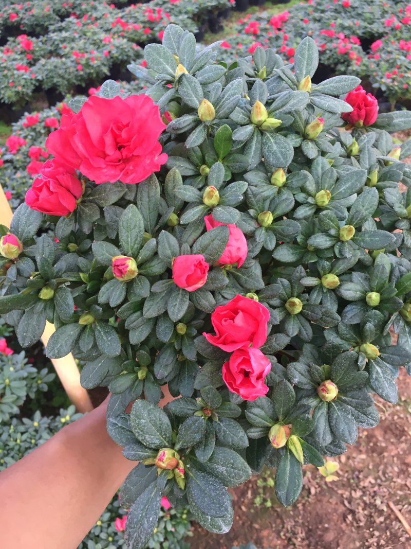 杜鹃花