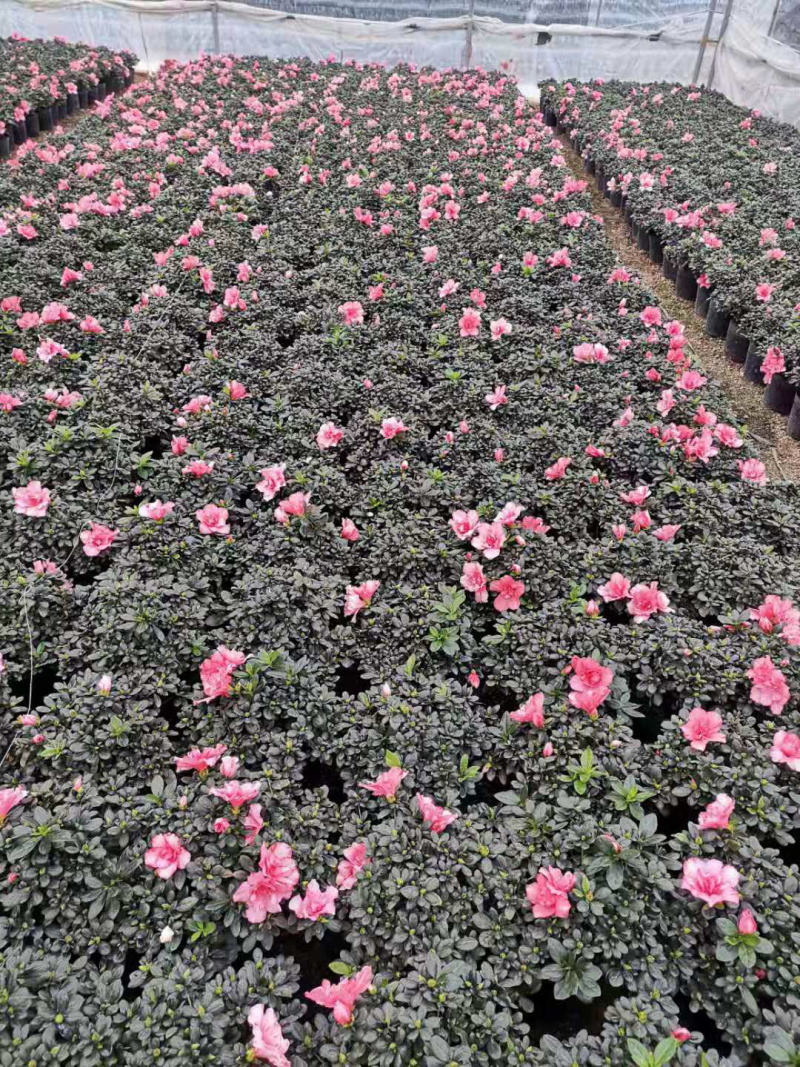 杜鹃花
