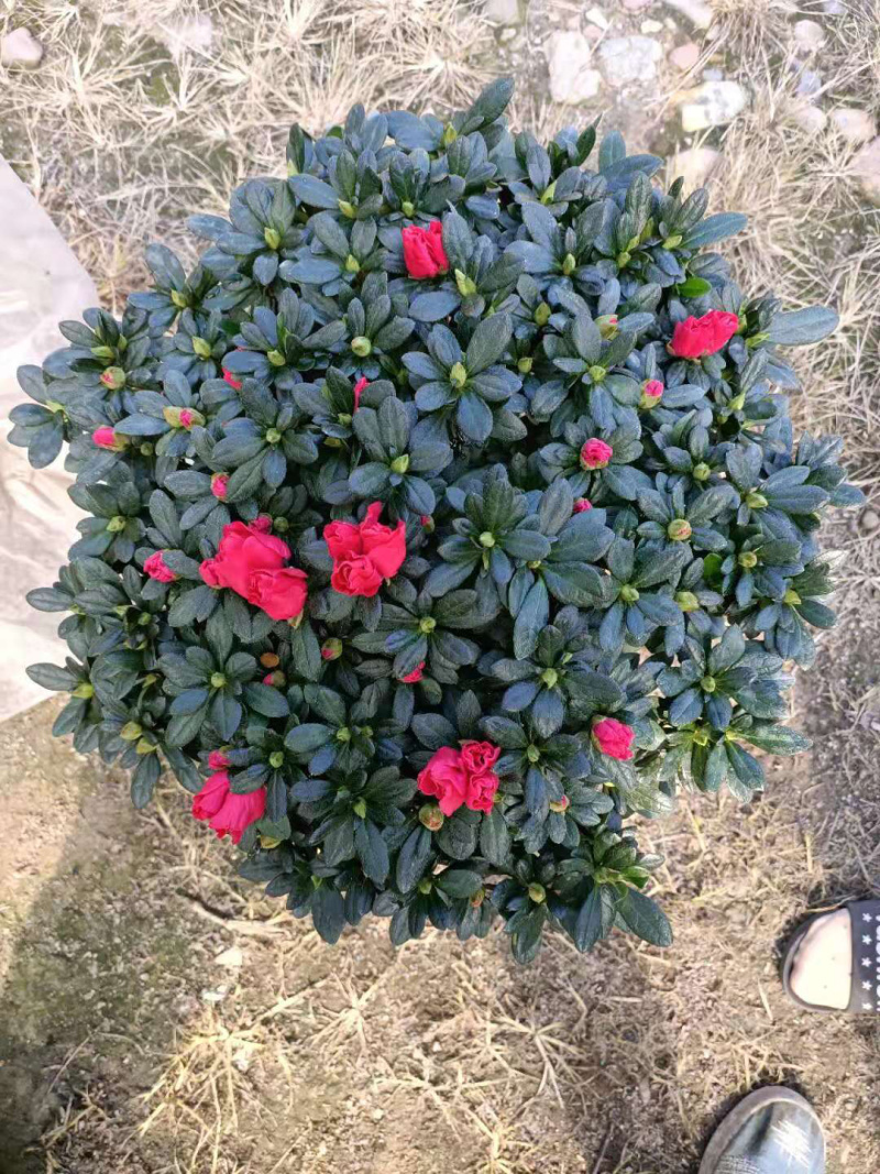 杜鹃花