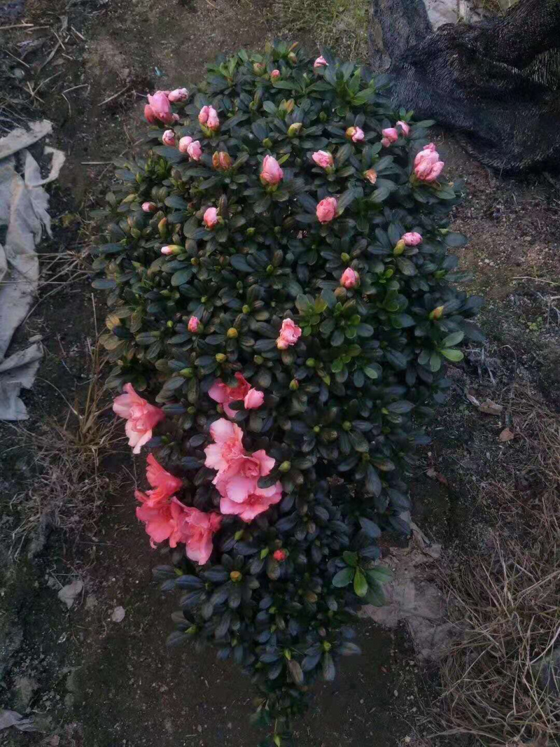 杜鹃花