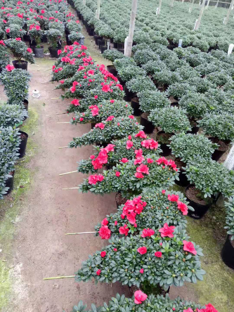 杜鹃花