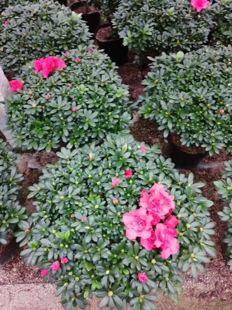 杜鹃花