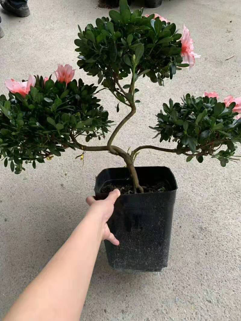 杜鹃花