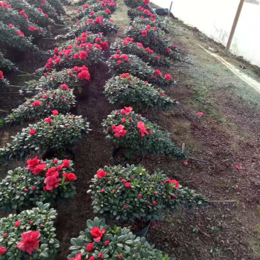 杜鹃花