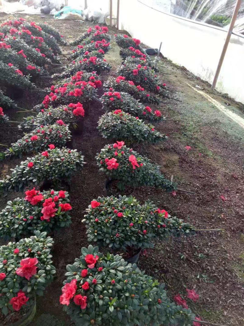 杜鹃花