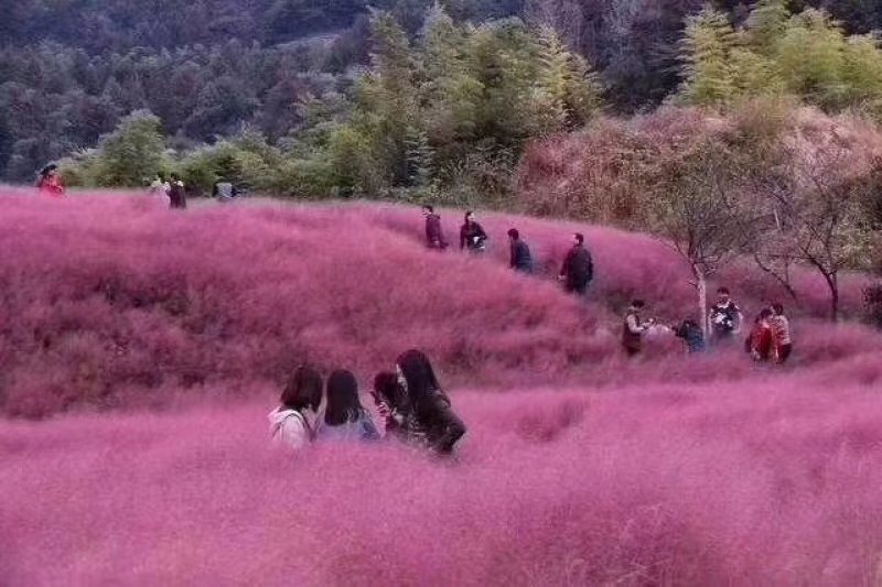 网红草