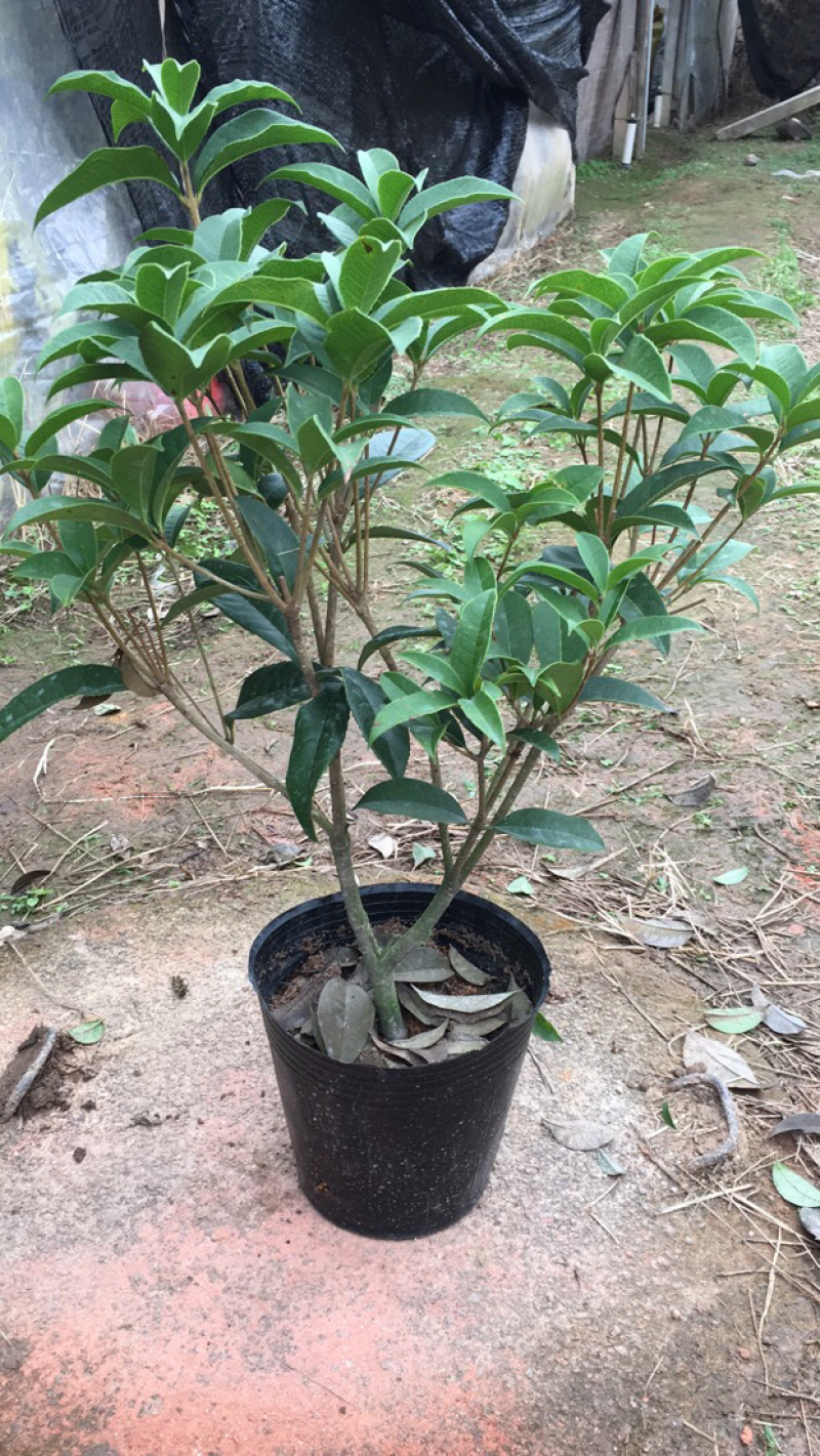 桂花球