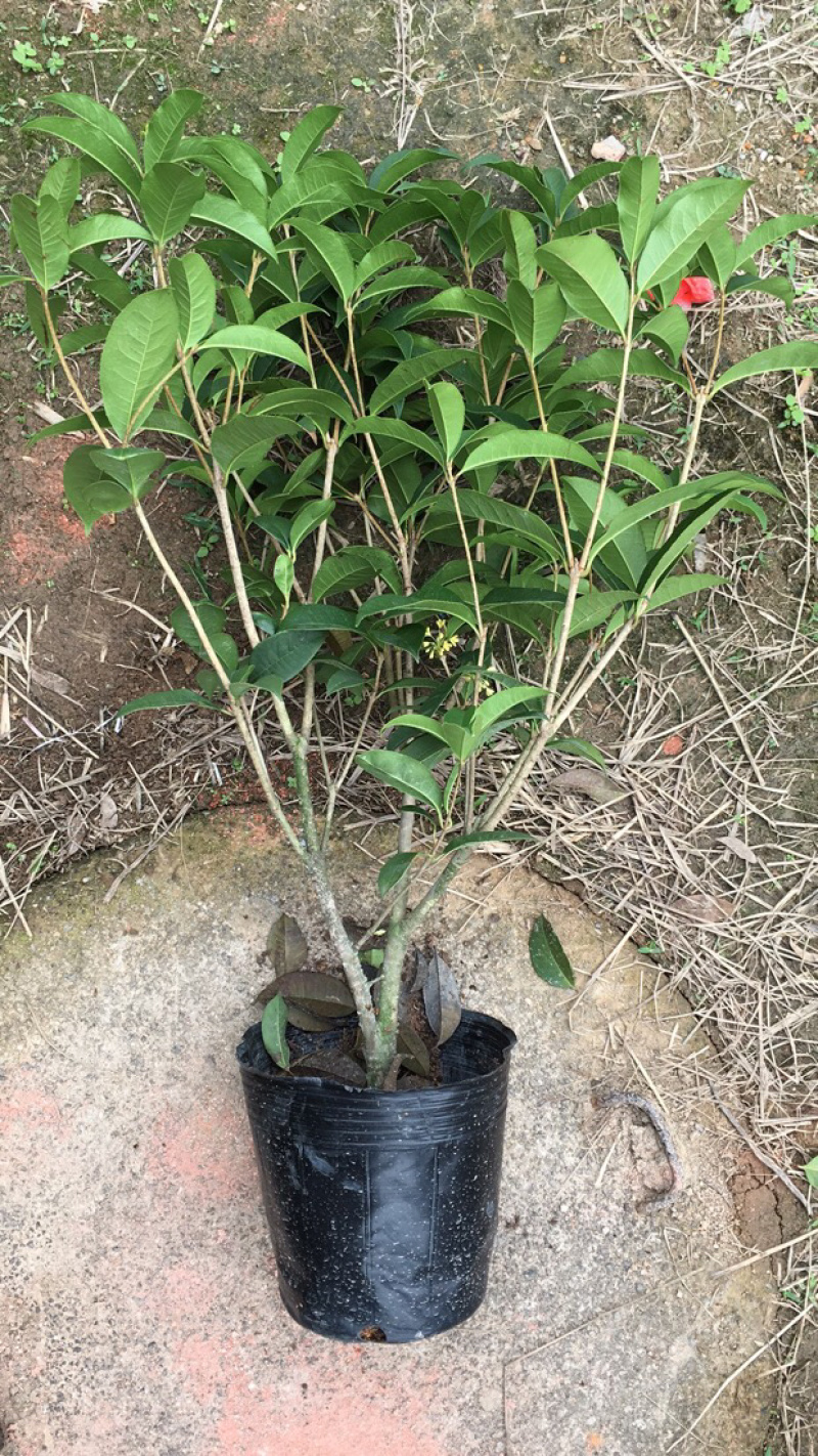 桂花球